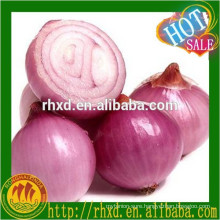 2016 Chinese competitive onion seeds price